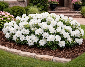 Autumn Angel® Encore® Azalea