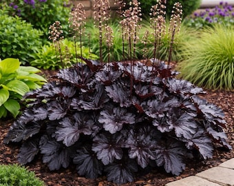 Coral Bells Obsidian Heuchera