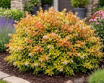 Kaleidoscope Abelia