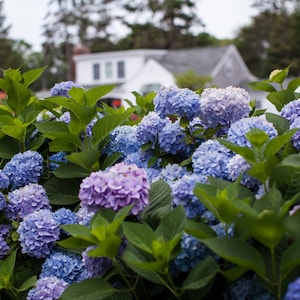 Endless Summer Hydrangea - 3 Gallon (2 Pack)