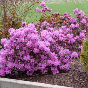 Black Hat Rhododendron - 3 Gallon (2 Pack)