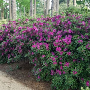 Autumn Royalty Azalea Shrub - 3 Gallon (2 Pack)