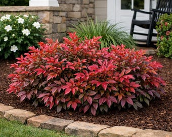 Obsession Nandina