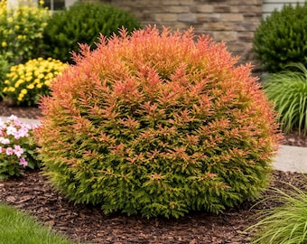 Fire Chief Arborvitae