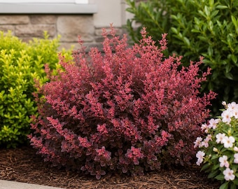Rose Glow Barberry