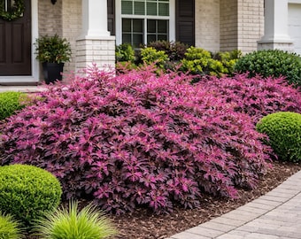 Cerise Charm™ Loropetalum