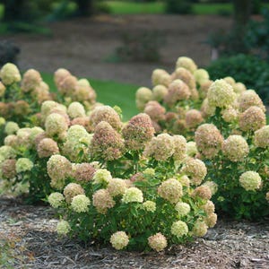 Little Lime Hydrangea - 3 Gallon (2 Pack)