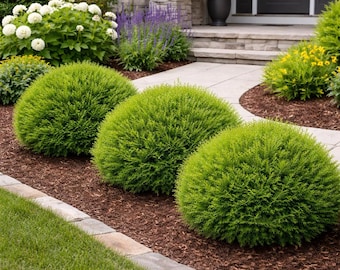 Hetz Midget Thuja