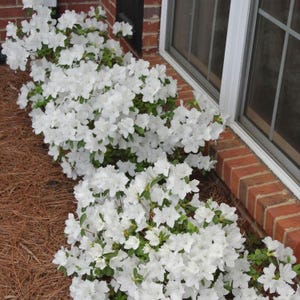 Autumn Angel Azalea Shrub - 3 Gallon (2 Pack)