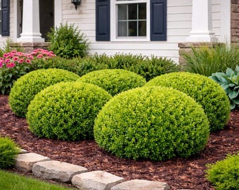 Wintergreen Boxwood Shrub: Low Maintenance Evergreen Hedge Plant