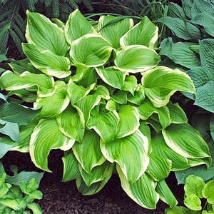 Poseidon Hosta - 1 Gallon (2 Pack)