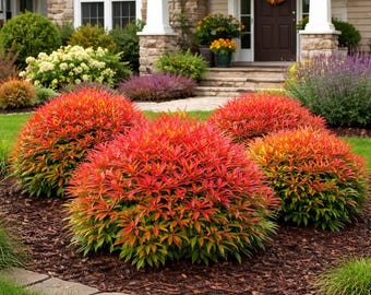 Firepower Nandina