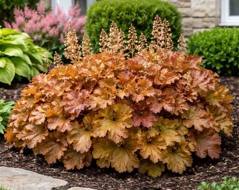 Buttered Rum Heucherella
