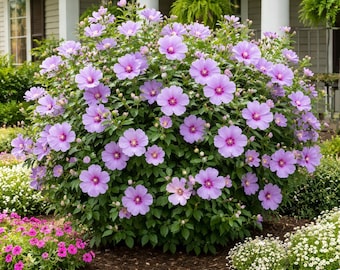 Rose of Sharon Hibiscus