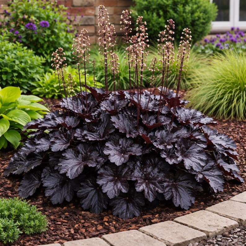 Coral Bells Obsidian Heuchera - Thumbnail 2