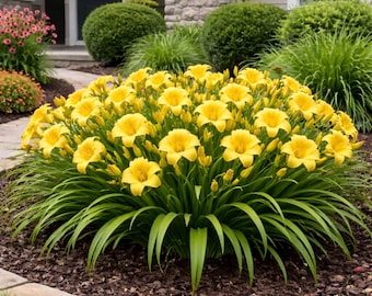 Stella de Oro Daylily