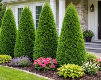 Emerald Green Arborvitae