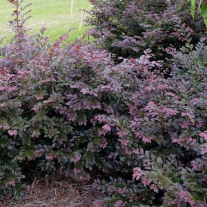 Cerise Charm Loropetalum - 3 Gallon (2 Pack)