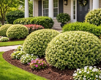 Variegated Boxwood