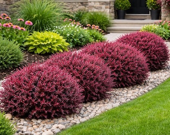 Crimson Pygmy Barberry