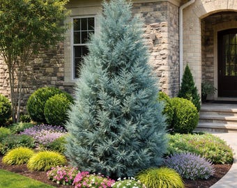 Carolina Sapphire Cypress