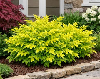 Lemon Lime Nandina