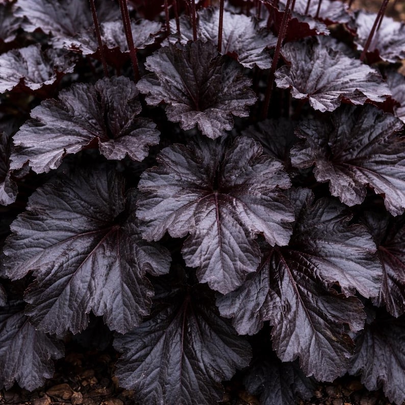 Coral Bells Obsidian Heuchera - Thumbnail 3