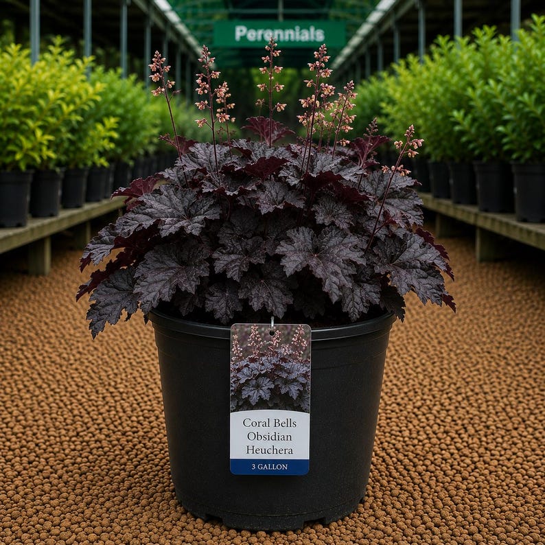 Coral Bells Obsidian Heuchera