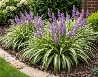 Variegated Liriope