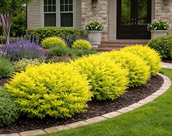 Sunshine Ligustrum