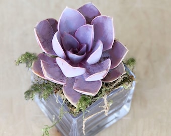 4" Succulent Rosette Planted in an Elegant Glass Planter & Trimmed with Moss, Wedding tables, Succulent Decor, Wedding decor, Succulent Gift