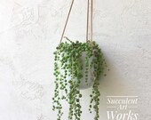 Ceramic pot with String of Pearls Succulent, Mother 39 s Day, Housewarming Gift, Client Gift, Get Well Gift, Sympathy, Thank you gift