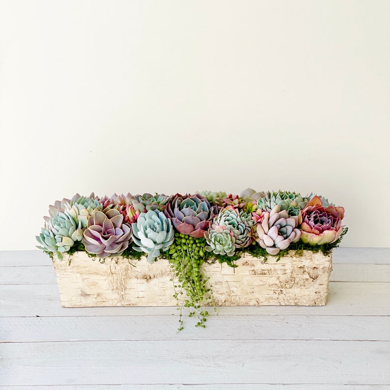 Best Selling Classic Birch Trimmed Succulent Arrangement, table top decor, Mother's Day gift, Client gift, succulent gift, rustic decor image 5