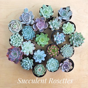 2.5 Succulent Rosettes in Mercury Glass Pots, Wedding Favors, Party Favors, Shower Favors, Succulent Rosettes, Wedding & holiday favors image 6