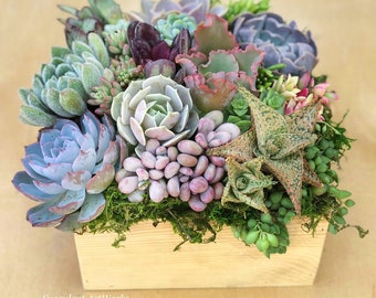 Succulent Arrangement in 8" square, rustic decor, planter, client gift, house warming gift, girlfriend gift, Mothers Day, succulent gift