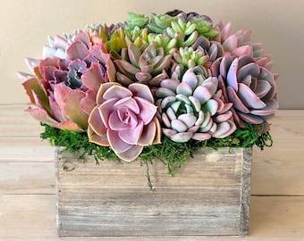 Best Seller! Whitewashed or Natural Square Wooden Planter filled with succulents & trimmed with moss. Succulent Gift, living succulents