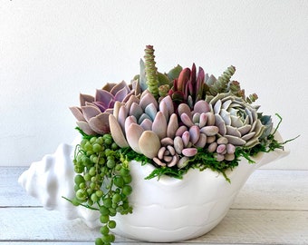 Big Seashell Succulent Arrangement, beach decor, Mother's Day, Table Top Decor, Office Decor, Garden Decor, girlfriend gift, Succulent Gift