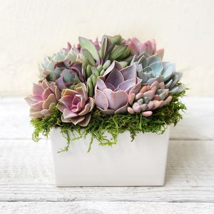 Classic Best Seller! Succulent Arrangement, 6" square ceramic, table top decor, all occasions,