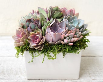 Classic Best Seller! Succulent Arrangement, 6" square ceramic, table top decor, all occasions,