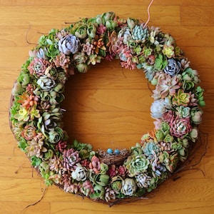 24&quot; Succulent Wreath, Signs of Spring Wreath, Valentine, Mother&#39;s Day, succulent trimmed grapevine wreath, succulent gift