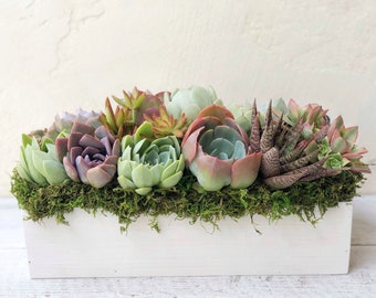 Succulents Planted in 15" Rustic Wooden Planter, valentine gift, Client Gift, girlfriend gift, White Washed or Natural Wood, Succulent Gift