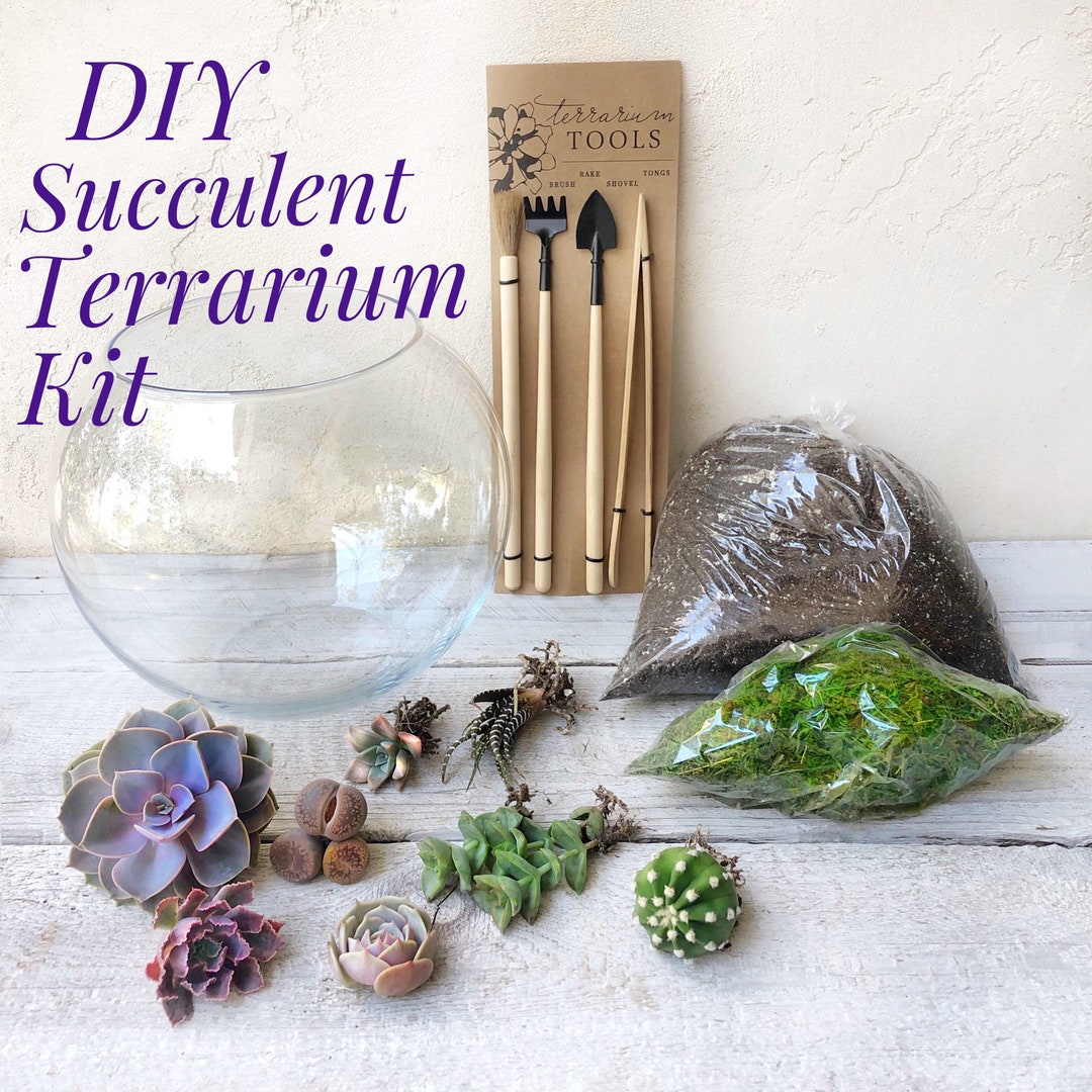 Large 10 DIY Succulent Terrarium Gift Kit, Table Top Glass Terrarium