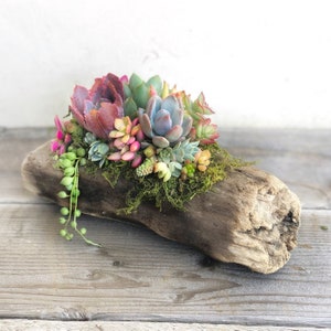 Natural Driftwood Planted with Succulents