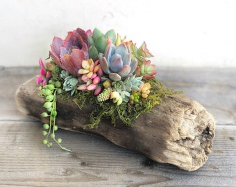 Natural Driftwood Planted with Succulents