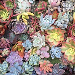 Succulent Cuttings Assortment
