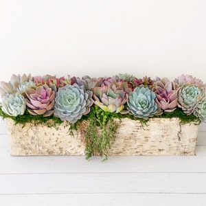 Best Selling Classic Birch Trimmed Succulent Arrangement, table top decor, Mother's Day gift, Client gift, succulent gift, rustic decor image 8