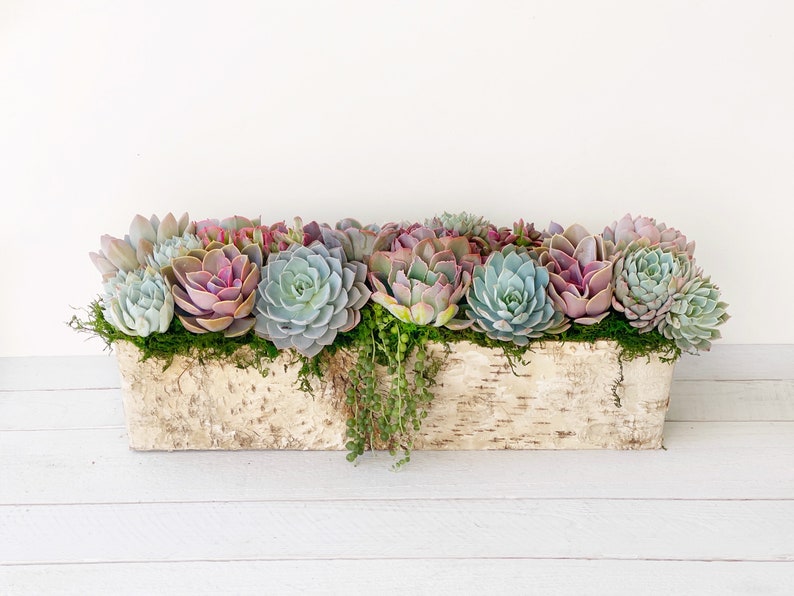 Best Selling Classic Birch Trimmed Succulent Arrangement, table top decor, Mother's Day gift, Client gift, succulent gift, rustic decor image 8