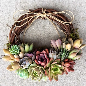 Trending 8 colorful Living Succulent Wreath, Juliette Wreath, Valentine's gift, girlfriend gift, hostess gift, grapevine, Succulent Gift image 4