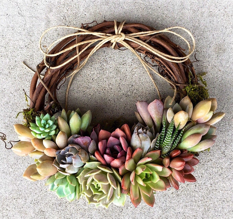 Trending 8 colorful Living Succulent Wreath, Juliette Wreath, Valentine's gift, girlfriend gift, hostess gift, grapevine, Succulent Gift image 4