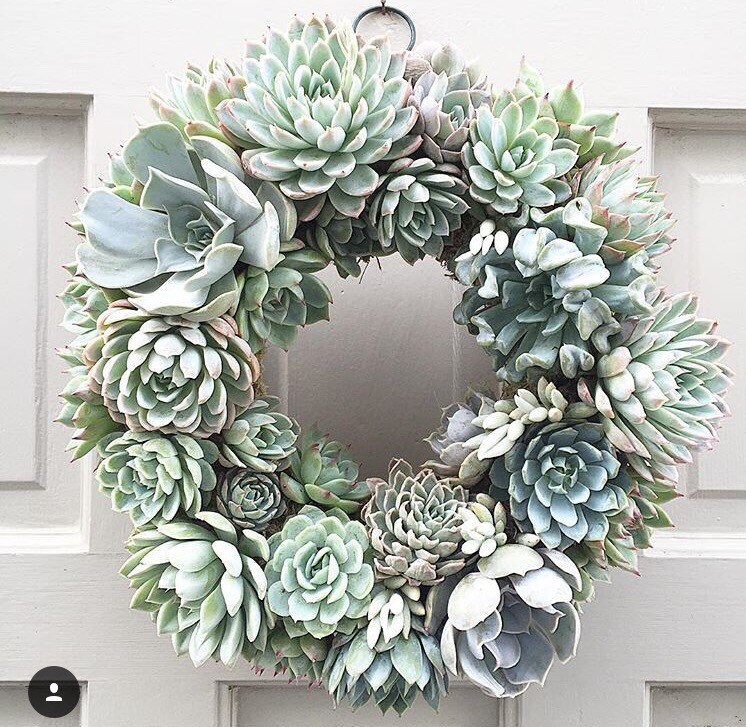 Succulent Wreath Front Door Wreath Living Wreath Etsy Singapore